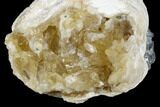 Fossil Clam with Fluorescent Calcite Crystals - Ruck's Pit, FL #177743-1